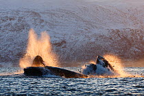 Humpback whales (Megaptera novaeangliae) feeding on Herring (Clupea harengus) Kvaloya, Troms, Northern Norway. November.