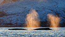Humpback whales (Megaptera novaeangliae) blowing at surface, Kvaloya, Troms, Northern Norway. November.