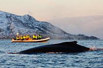 Humpback whale (Megaptera novaeangliae) and whale safari tourists in a big RIB. Kvaloya, Troms, Northern Norway. November 2013.
