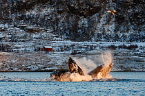 Humpback whales (Megaptera novaeangliae) feeding on Herring  (Clupea harengus) showing baleen plates. Herring jumping out of water to escape. Kvaloya, Troms, Northern Norway. November.