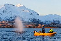 Breathing Humpback whale (Megaptera novaeangliae) and whale watchers in a small boat. Kvaloya, Troms, Northern Norway. November.