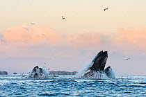 Bubble-net feeding Humpback whales (Megaptera novaeangliae)  feeding on Herring (Clupea harengus) Herring jumping out of the water to escape. Kvaloya, Troms, Northern Norway. November.