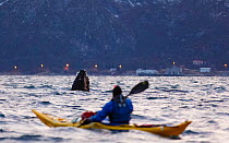 Spyhopping Humpback whale (Megaptera novaeangliae) watched my man in kayak. Kvaloya, Troms, Northern Norway. November.