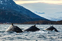 Humpback whales (Megaptera novaeangliae) three in a row diving, Kvaloya, Troms, Northern Norway. November.