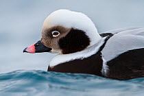 Close-up of male Long-tailed duck (Clangula hyemalis) Batsfjord, Norway. March.