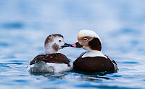 Pair of Long-tailed Ducks (Clangula hyemalis) beak to beak, Batsfjord, Norway. March.