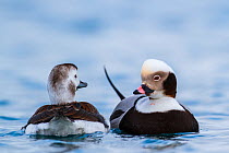 Pair of Long-tailed Ducks (Clangula hyemalis) on the sea, Batsfjord, Norway. March.