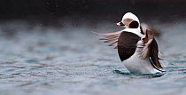 Male Long-tailed duck (Clangula hyemalis) stretching wings. Batsfjord, Norway. March.