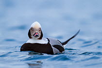 Male Long-tailed duck (Clangula hyemalis) on sea, Batsfjord, Norway. March.