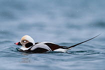 Male Long-tailed duck (Clangula hyemalis) resting in snowy weather. Batsfjord, Norway. March.