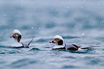 Male Long-tailed duck (Clangula hyemalis) on the sea in snowy weather. Batsfjord, Norway. March.