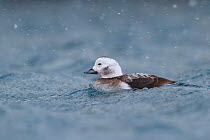 Female Long-tailed duck (Clangula hyemalis) on the sea,  Batsfjord, Norway. March.