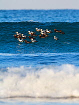 Flock of Steller's eiders (Polysticta stelleri) floating  on wave, Finnmark, Norway. March.