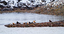 Flock of Steller's Eiders (Polysticta stelleri) resting on shore. Finnmark, Norway. March.