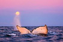 Fluke of diving Humpback whale (Megaptera novaeangliae) with full moon low on the horizon during polar night time, with blow from second whale in the background, Kvaloya, Troms, Northern Norway. Novem...