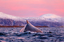 Humpback whale (Megaptera novaeangliae) surfacing during polar night time. Kvaloya, Troms, Northern Norway. November.