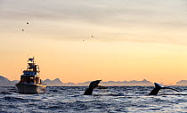 Diving Humpback whales (Megaptera novaeangliae) small fishing boat. Andfjorden close to Andoya, Nordland, Northern Norway. January.