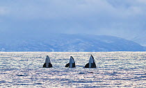 Three Killer whales (Orcinus orca) spyhopping in a row. Kvalnes, Andoya, Nordland, Northern Norway, December.