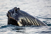 Close-up of a spyhopping Humpback whale (Megaptera novaeangliae) showing the knobs (tubercles) which are enlarged hair follicles possibly used for sensory purposes. Kvaloya, Troms, Northern Norway. No...