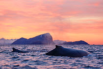 Humpback whales (Megaptera novaeangliae) surfacing during polar night time. Kvaloya, Troms, Northern Norway. November.