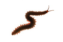 Velvet worm (Oroperipatus ecuadoriensis) Jatun Sacha Biological Station, Napo province, Amazon basin, Ecuador. Meetyourneighbours.net project