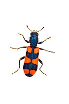 Checkered beetle (Trichodes affinis) ventral view, Central Coastal Plain, Israel, Meetyourneighbours.net project