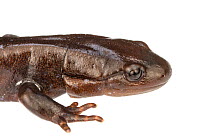 Male Jefferson salamander (Ambystoma jeffersonianum) Mississauga, Ontario, Canada Meetyourneighbours.net project