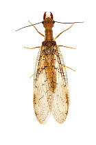 Female Dobsonfly (Corydalus sp.). Jatun Sacha Biological Station, Napo province, Amazon basin, Ecuador Meetyourneighbours.net project