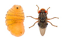 Human botfly (Dermatobia hominis), adult and larva. Cayo District, Belize. Composite image. Meetyourneighbours.net project