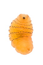 Human botfly (Dermatobia hominis), larva. Cayo District, Belize Meetyourneighbours.net project