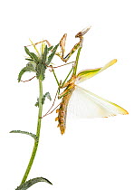 Stick-mimic mantis (Empusa fasciata) adult male, Netanya, Central Coastal Plain, Israel Meetyourneighbours.net project