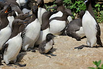 Guillemots (Uria aalge) group with chicks on cliffs, Puffin Island,  Anglesey, Wales, UK, June.
