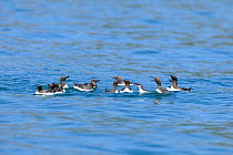 Guillemots (Uria aalge) groups of adults on sea protectively surrounding young from attack by Greater black backed gulls (Larus marinus) off Leyn Peninsula, Gwynedd, North Wales, UK, July.