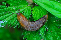 Dusky slug (arion subfuscus) on nettle leaves, Dorset, UK, June.