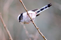 Long-tailed tit (aegithalos caudatus) perched on twig in winter, Dorset, UK, February.