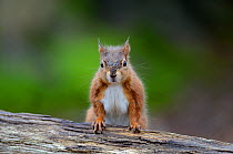 Red squirrel (Sciurus vulgaris) adult in alert posture, Brownsea Island, Dorset, UK, February.