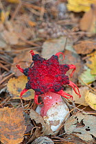 Starfish fungus (Aseroe rubra) growing at its only known site in the northern hemisphere. Surrey, UK, October.