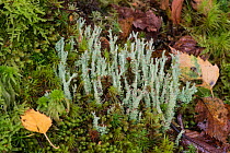 Lichen (Cladonia squamosa) North Wales, October.