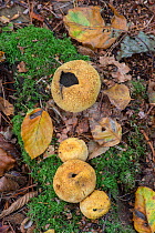 Common earthball fungus (Scleroderma citrina). Mature specimens releasing spores, seen as black mass inside ball. Surrey, UK, October.