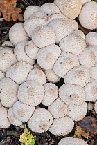 Common puffball (Lycoperdon perlatum) Sussex, UK, November.