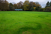 Fairy ring created by fungus growth in grass of cricket pitch. Sussex, UK, November.