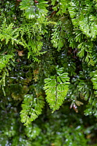 Wilson's filmy fern (Hymenophyllum wilsonii) Snowdonia, North Wales, October.