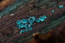 Blue staining fungus / Green elfcup (Chlorociboria aeruginascens) fruiting bodies on rotting oak log. Sussex, UK, October.