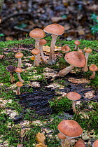 Honey fungus (Armillaria mellea) showing 'bootlace' rhizomorphs. Sussex, UK, October.