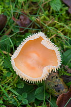 Meadow waxcap (Hygrocybe pratensis) Sussex, UK, November.