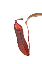 Pitcher plant (Nepenthes sanguinea) Cultivated, occurs in Malaysia and Thailand.