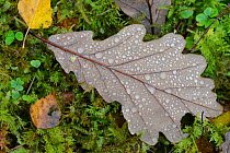 Sessile oak (Quercus petraea) leaf with raindrops. North Wales, October.