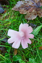 Pink waxcap (Hygrocybe calyptriformis) Sussex, UK, November.