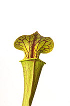 Pitcher plant (Sarracenia flava) Cultivated, occurs in the United States.
