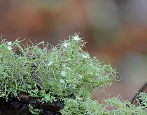 Lichen (Usnea florida) Snowdonia, North Wales, October.